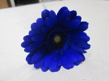 ブルーの花｜「難波ナーセリー」　（岡山県倉敷市の花キューピット加盟店 花屋）のブログ