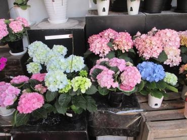 あじさい 花屋ブログ 岡山県倉敷市の花屋 難波ナーセリーにフラワーギフトはお任せください 当店は 安心と信頼の花キューピット加盟店です 花キューピットタウン