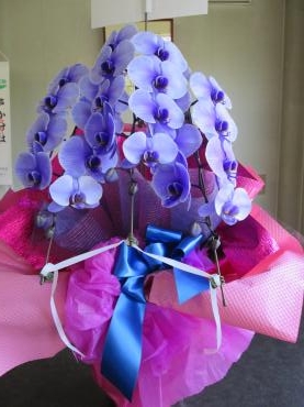 紫の胡蝶蘭｜「難波ナーセリー」　（岡山県倉敷市の花キューピット加盟店 花屋）のブログ