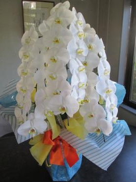 初夏の装い｜「難波ナーセリー」　（岡山県倉敷市の花キューピット加盟店 花屋）のブログ